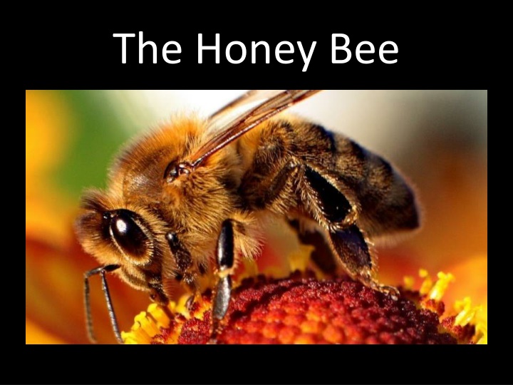 the honey bee