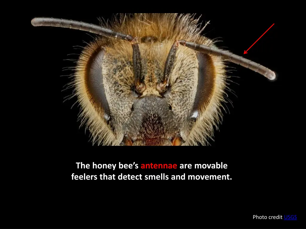 the honey bee s antennae are movable feelers that