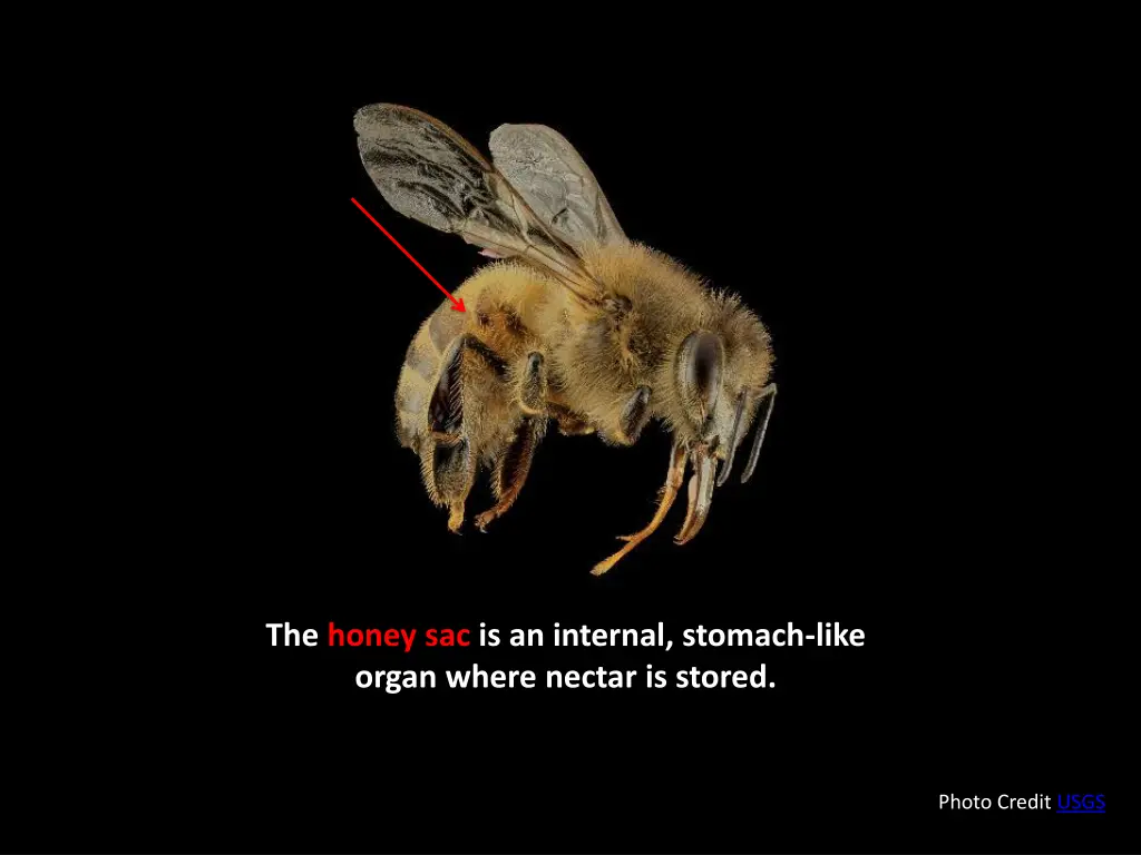 the honey sac is an internal stomach like organ