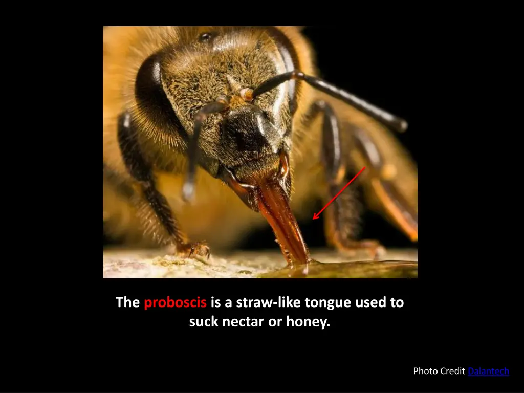 the proboscis is a straw like tongue used to suck