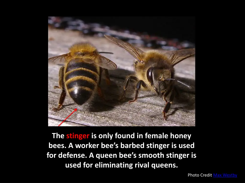 the stinger is only found in female honey bees