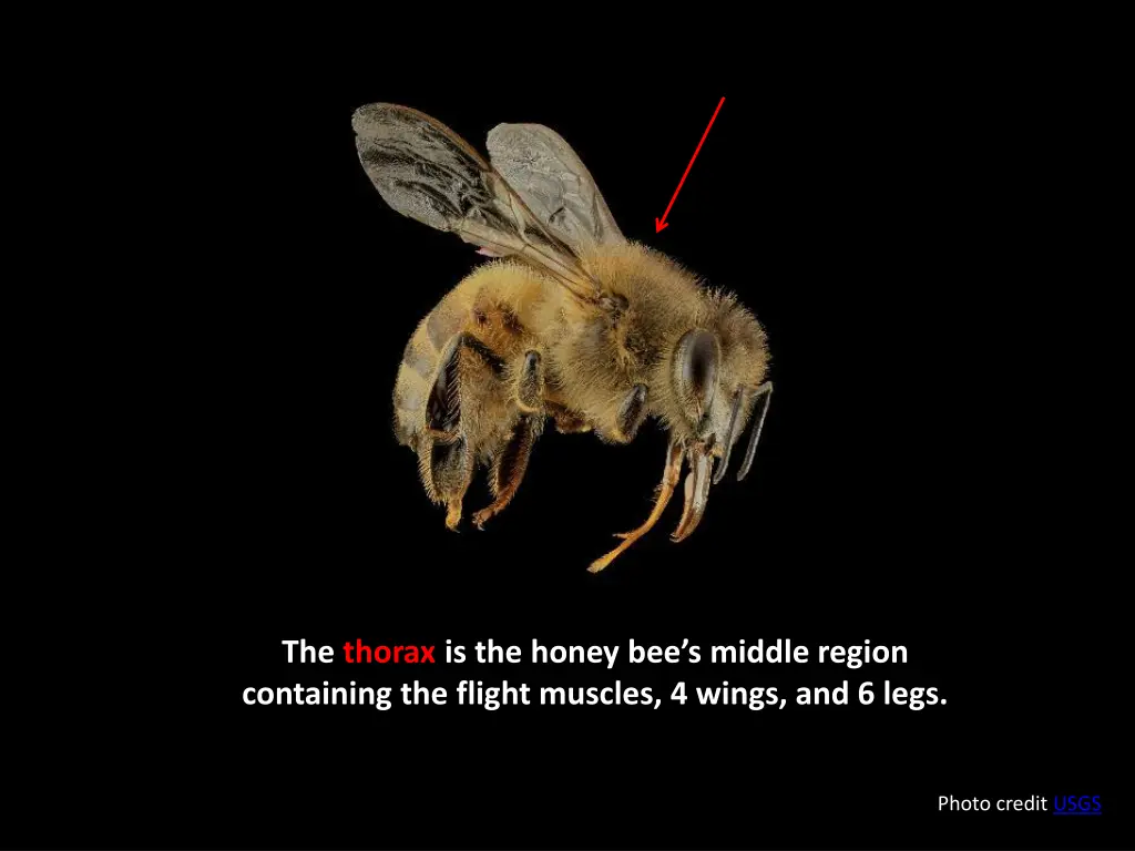 the thorax is the honey bee s middle region