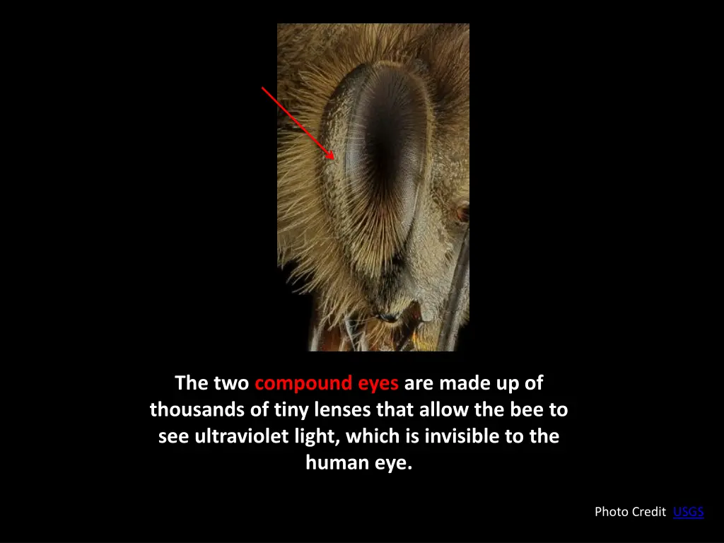 the two compound eyes are made up of thousands