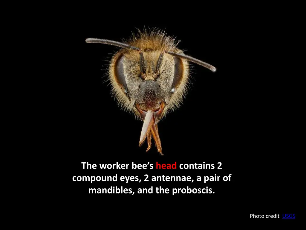 the worker bee s head contains 2 compound eyes