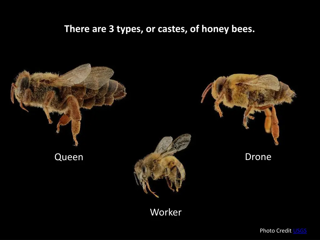 there are 3 types or castes of honey bees