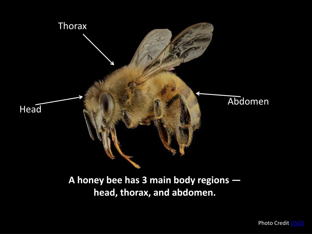 thorax