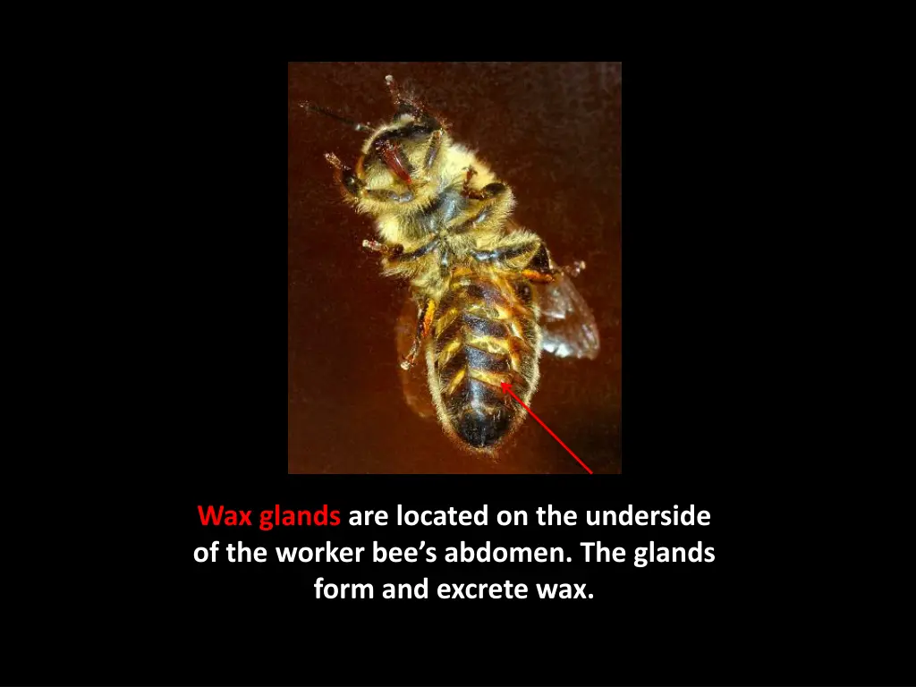 wax glands are located on the underside