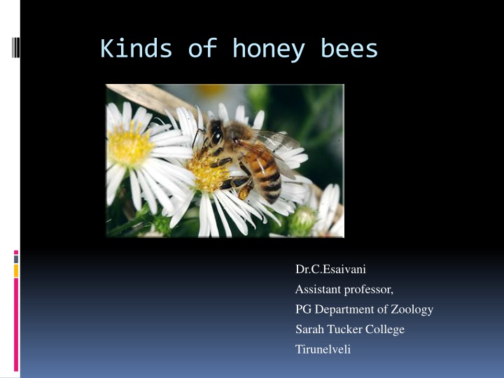 kinds of honey bees