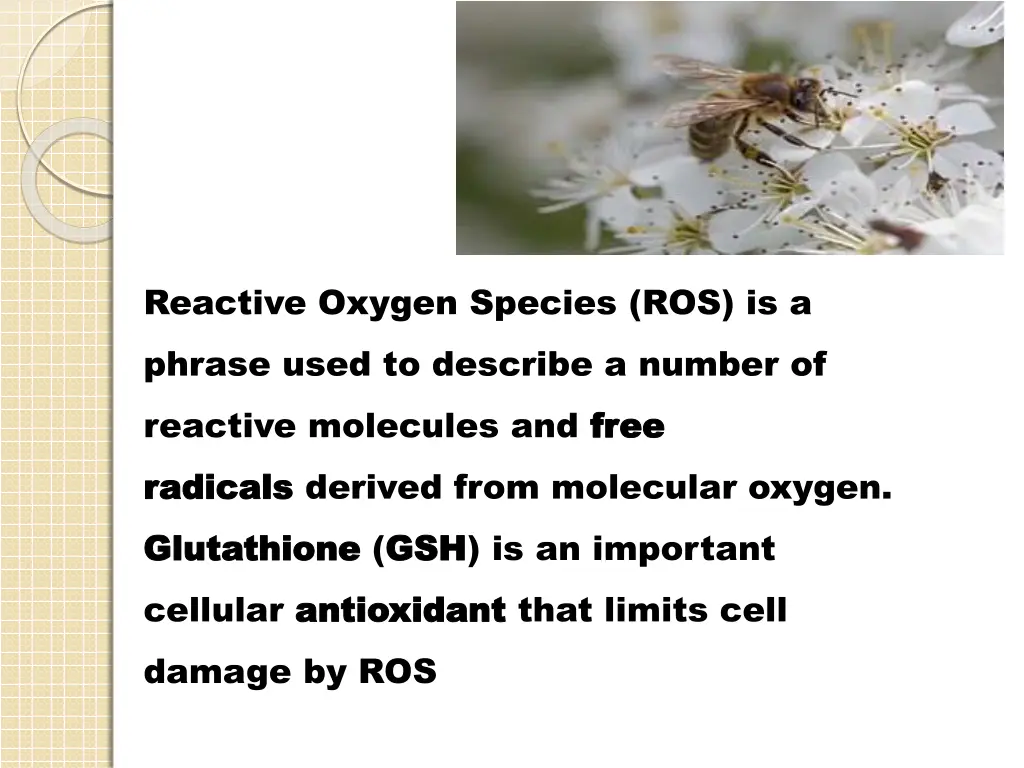 reactive oxygen species ros is a phrase used