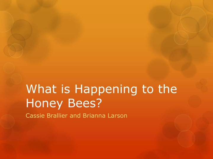 what is happening to the honey bees cassie