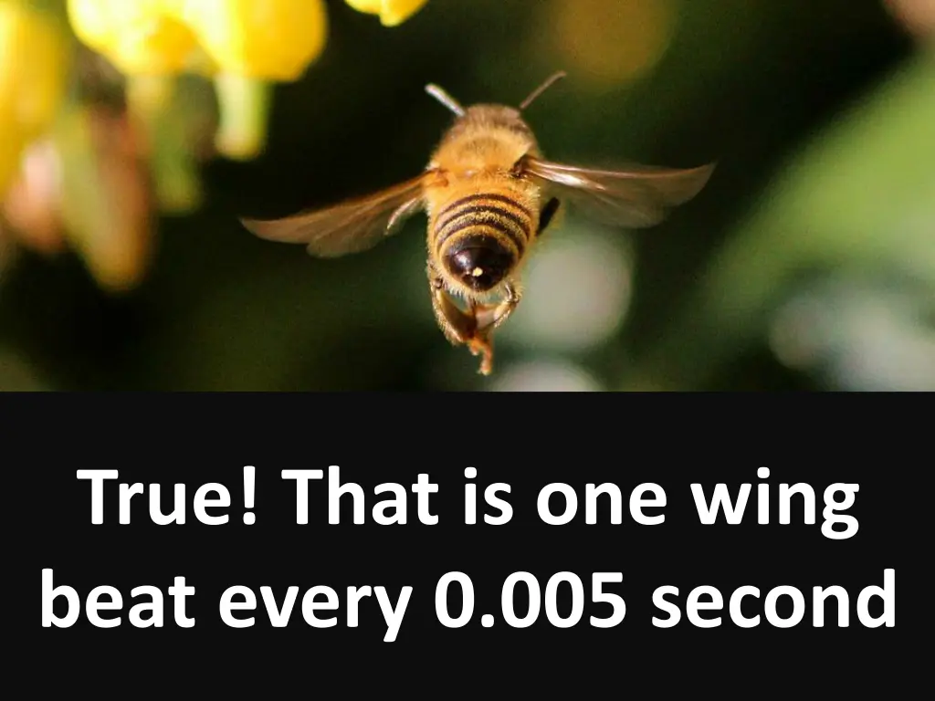 a bee beats it s wings over 200 times per second