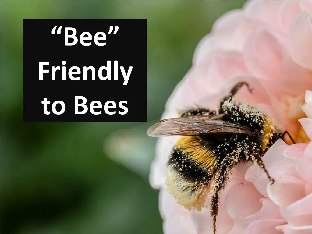 bee friendly to bees