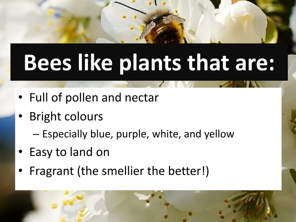 bees like plants that are