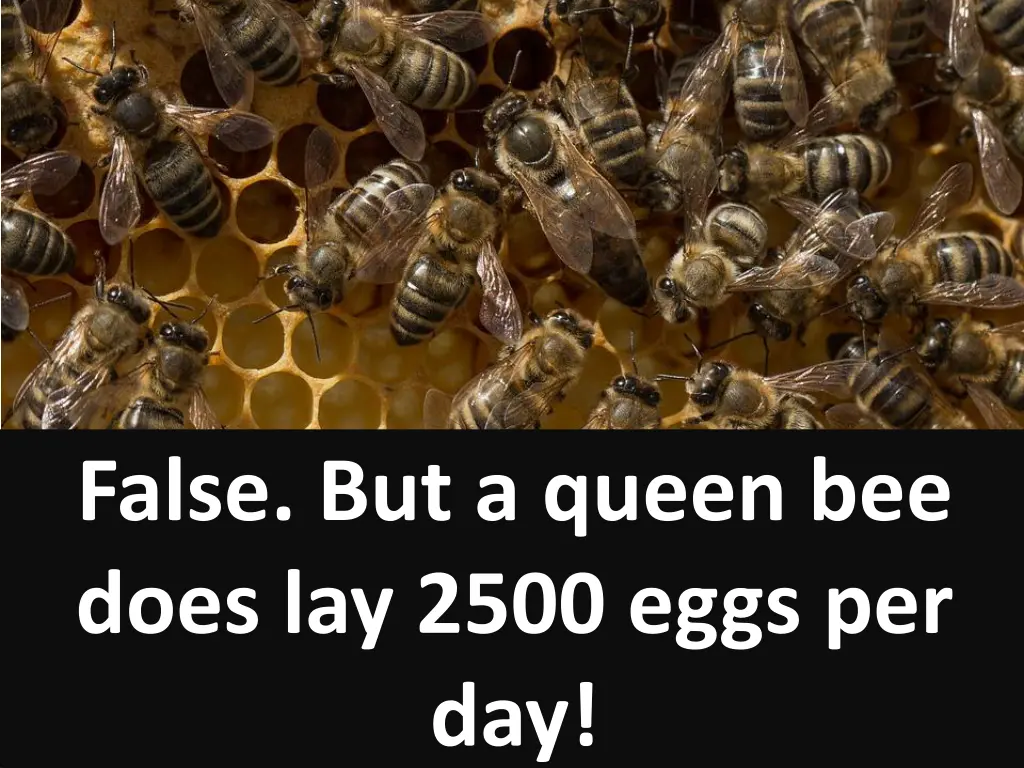 false but a queen bee does lay 2500 eggs per