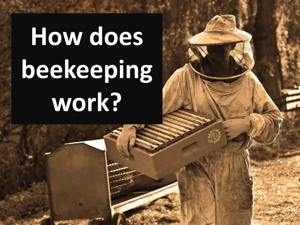 how does beekeeping work