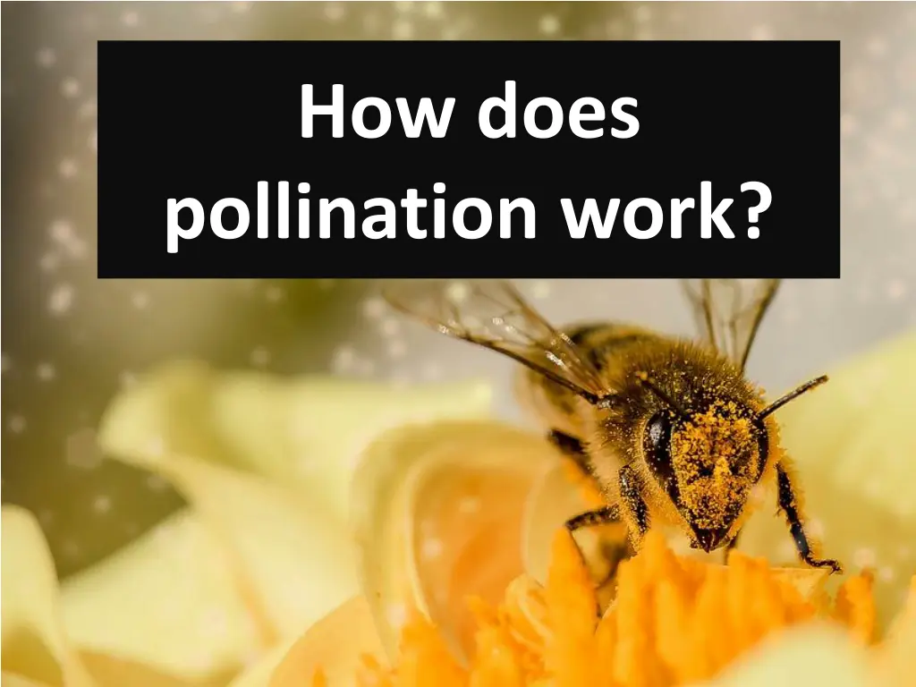 how does pollination work