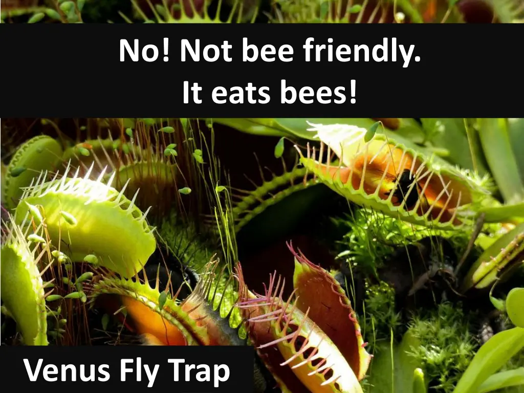 no not bee friendly it eats bees