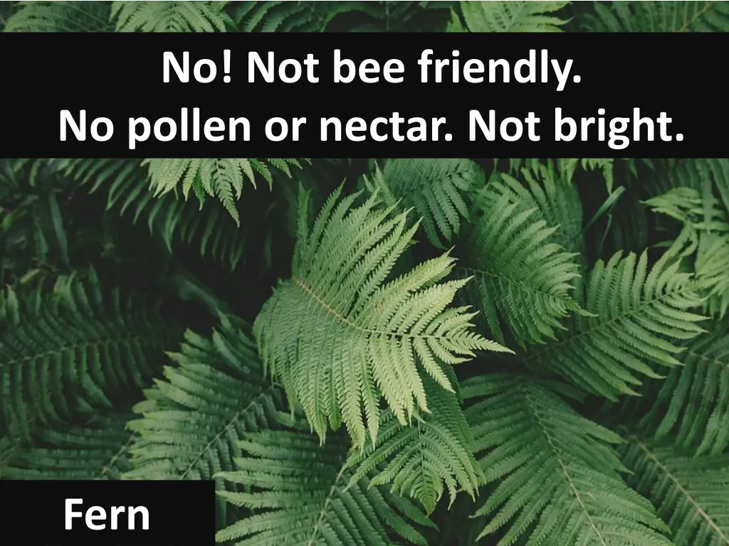 no not bee friendly no pollen or nectar not bright