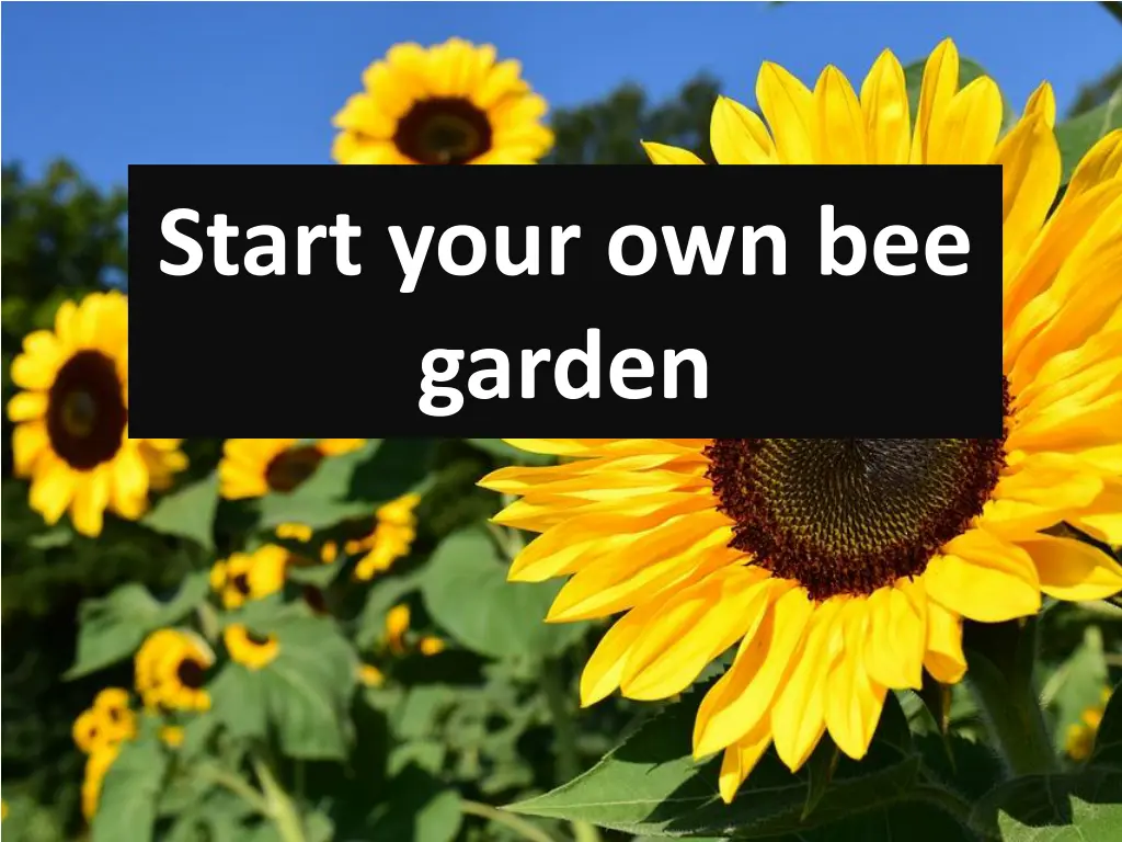 start your own bee garden