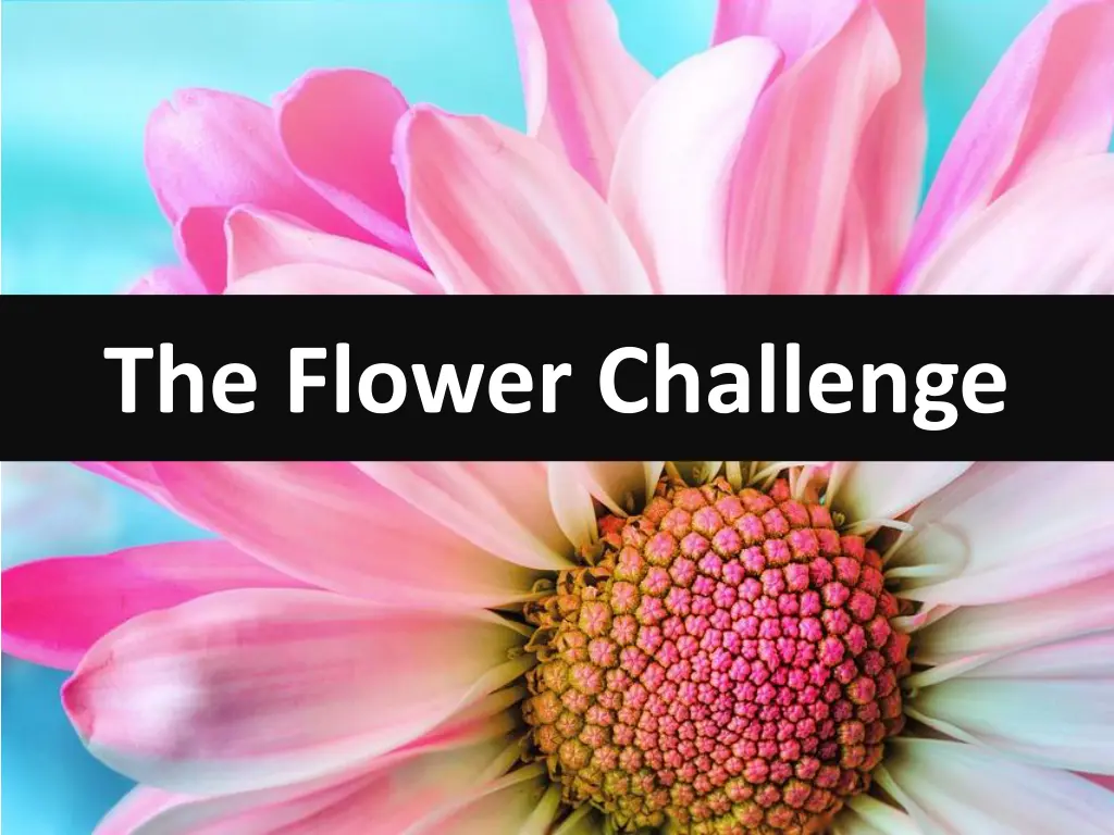 the flower challenge