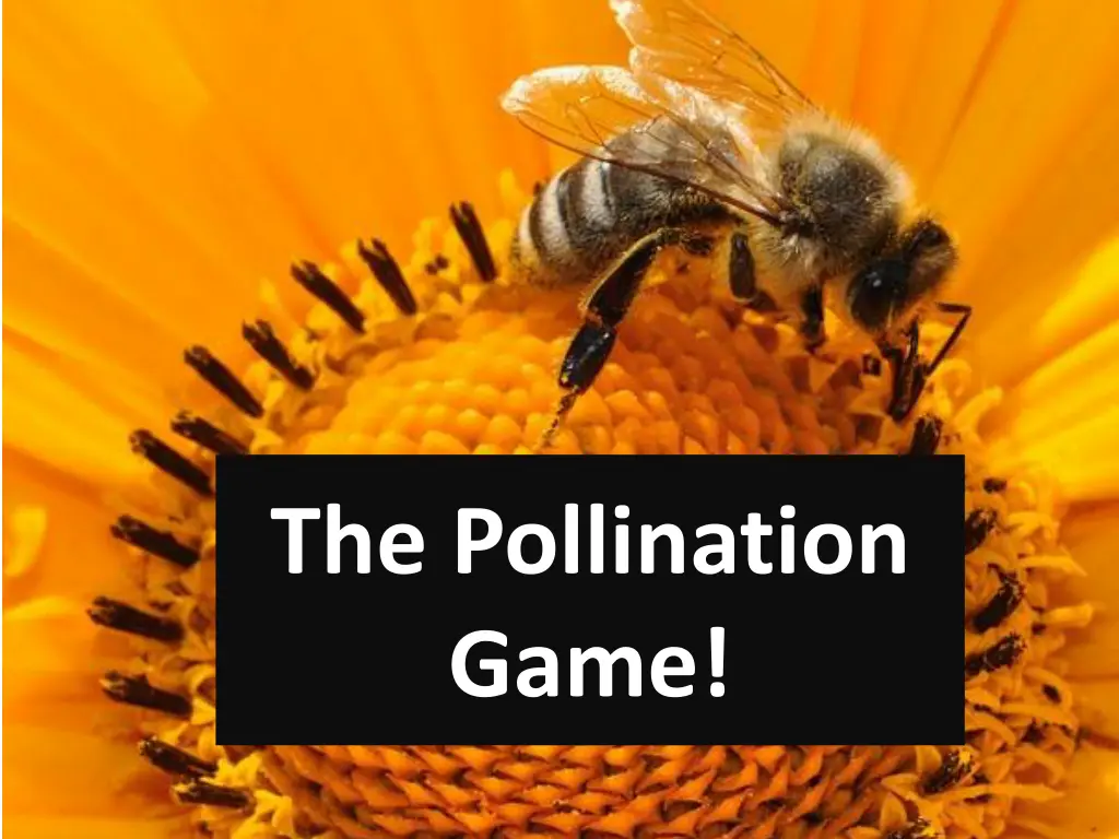 the pollination game