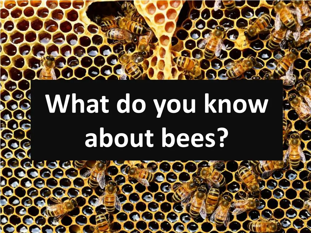 what do you know about bees