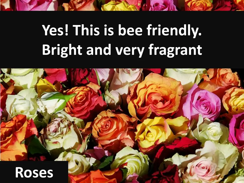 yes this is bee friendly bright and very fragrant