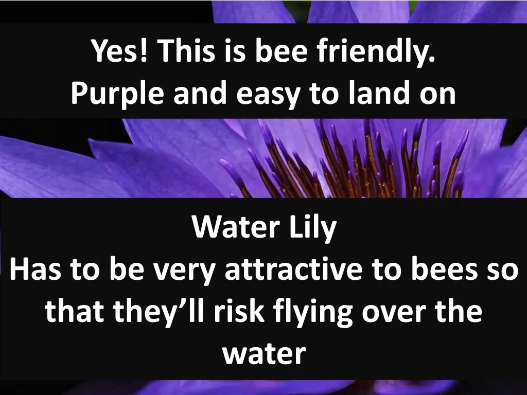 yes this is bee friendly purple and easy to land