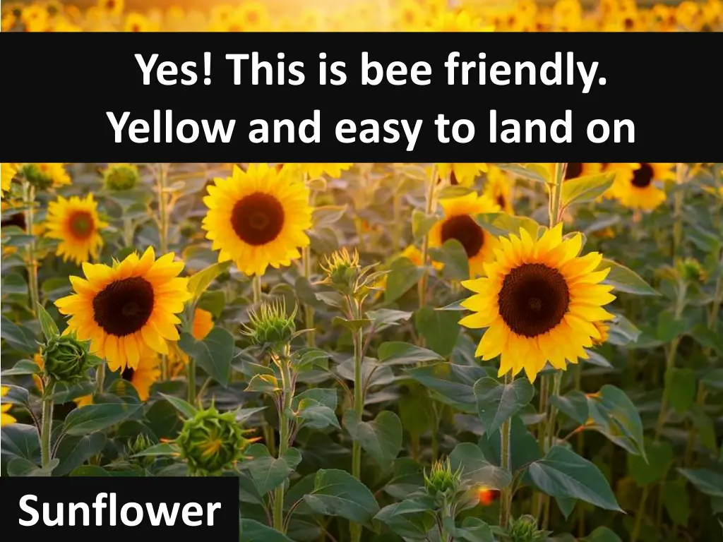 yes this is bee friendly yellow and easy to land