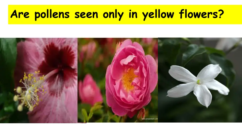 are pollens seen only in yellow flowers 1