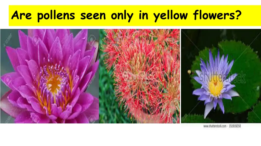 are pollens seen only in yellow flowers