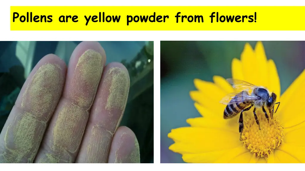 pollens are yellow powder from flowers