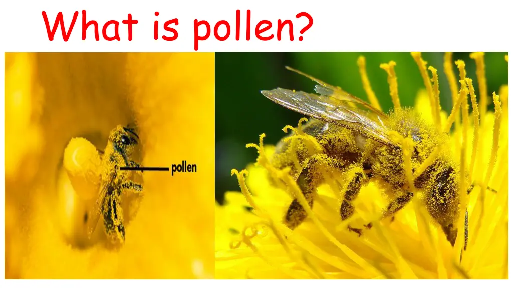 what is pollen