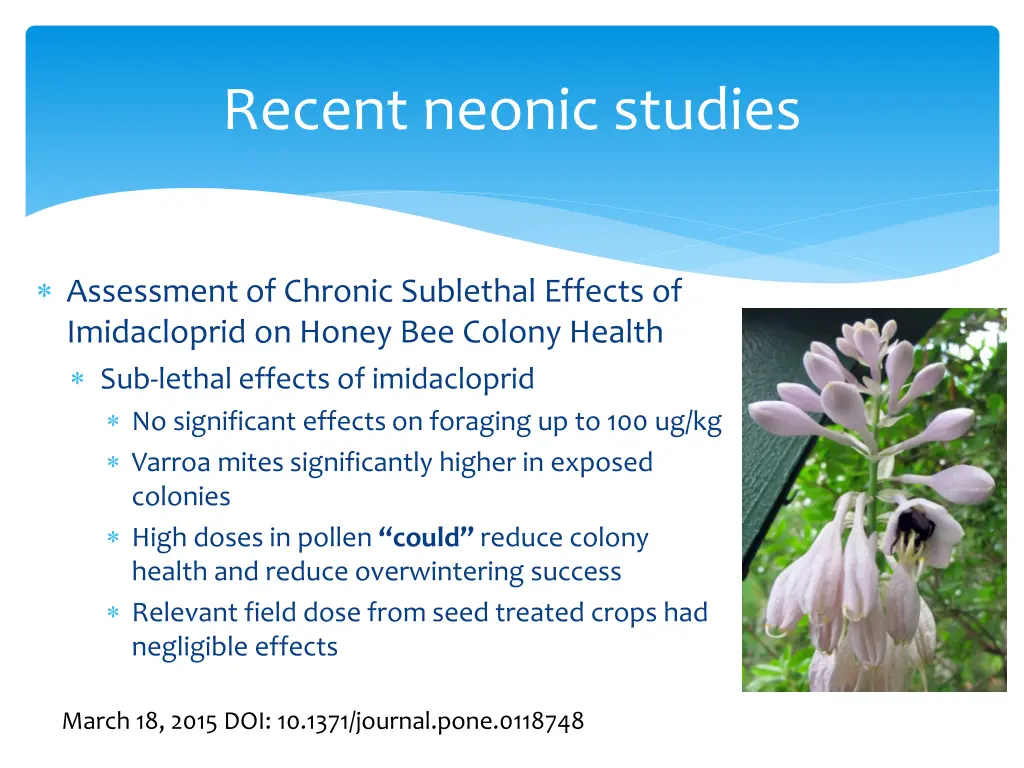 recent neonic studies