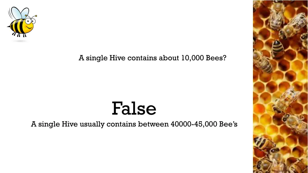 a single hive contains about 10 000 bees