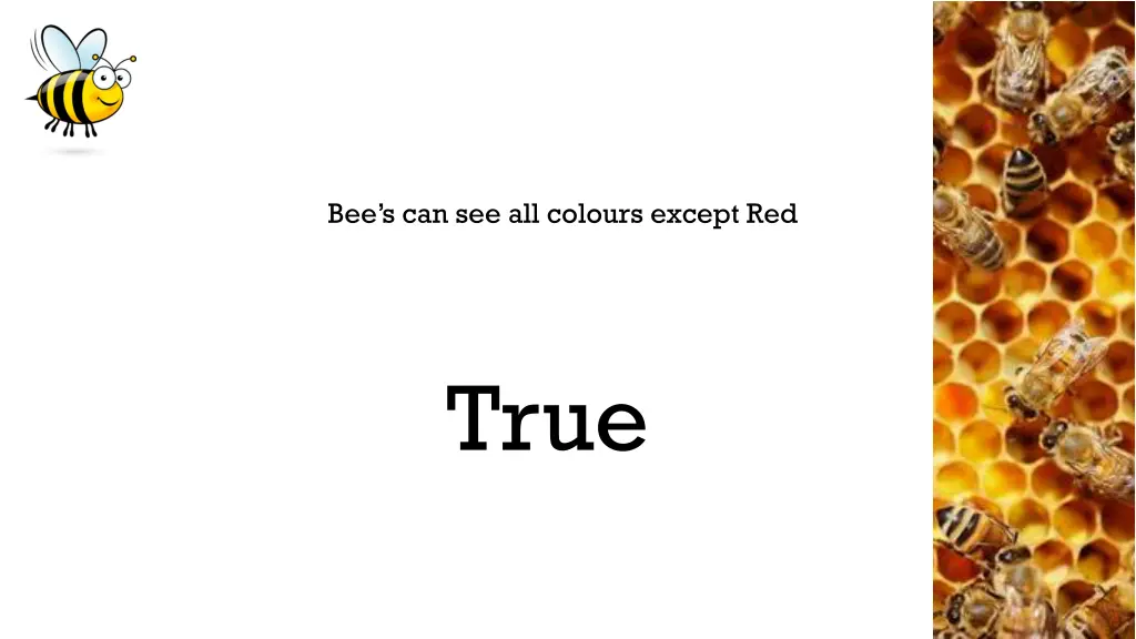 bee s can see all colours except red