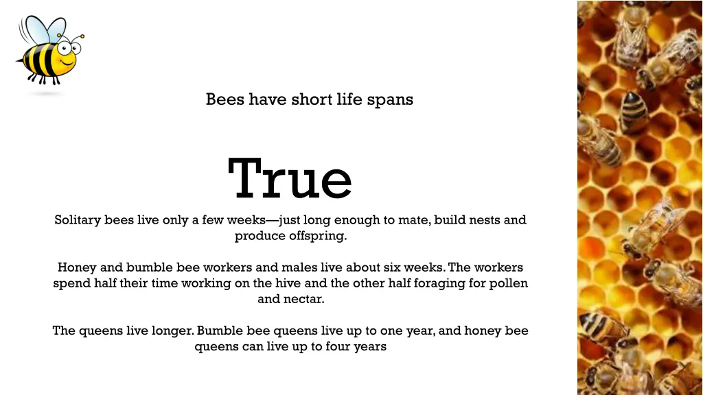 bees have short life spans