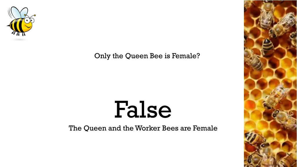 only the queen bee is female