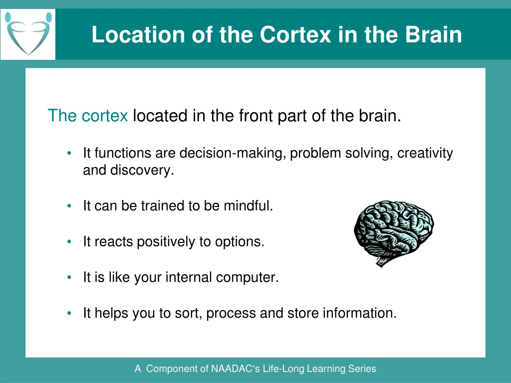 location of the cortex in the brain