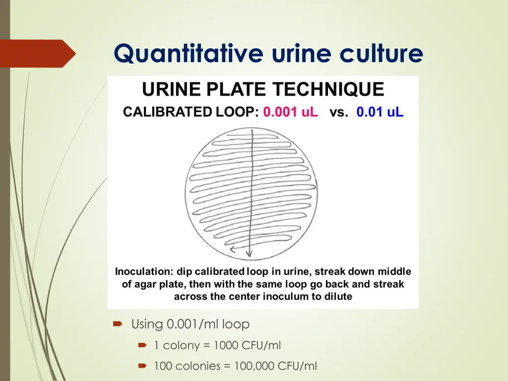 quantitative urine culture