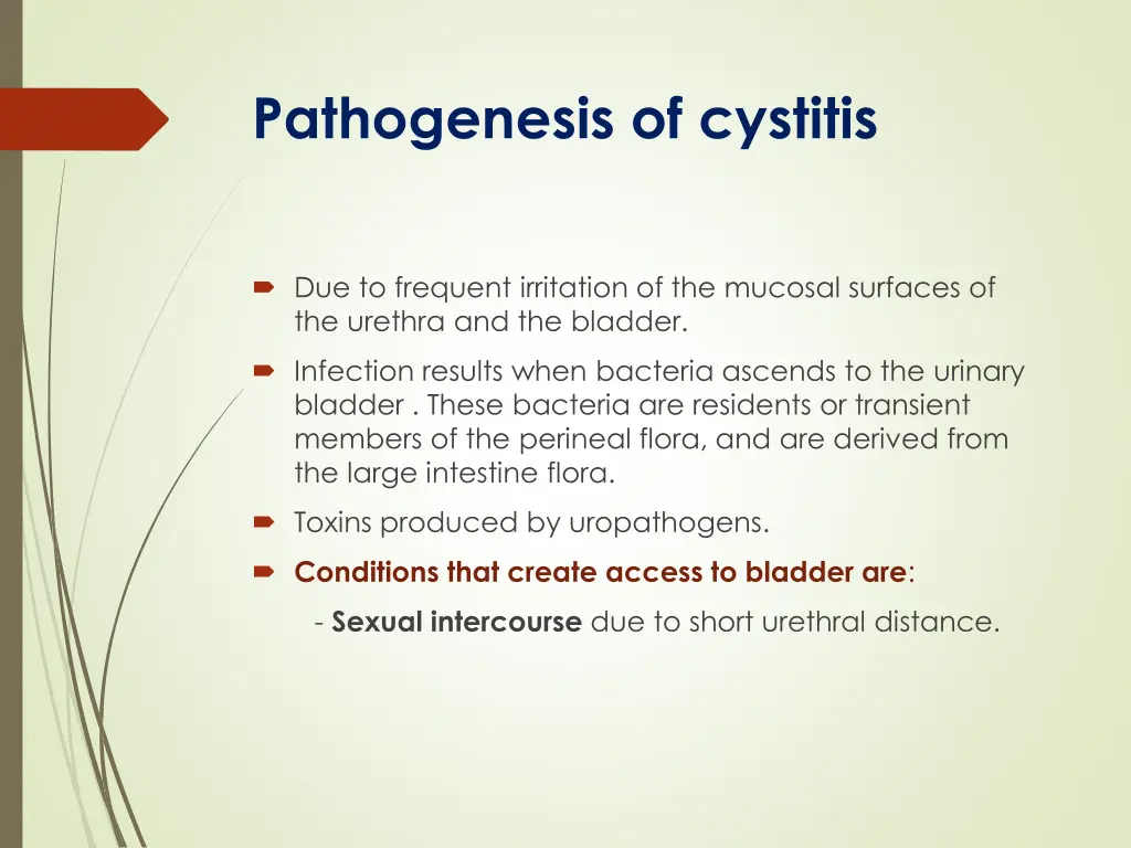 pathogenesis of cystitis