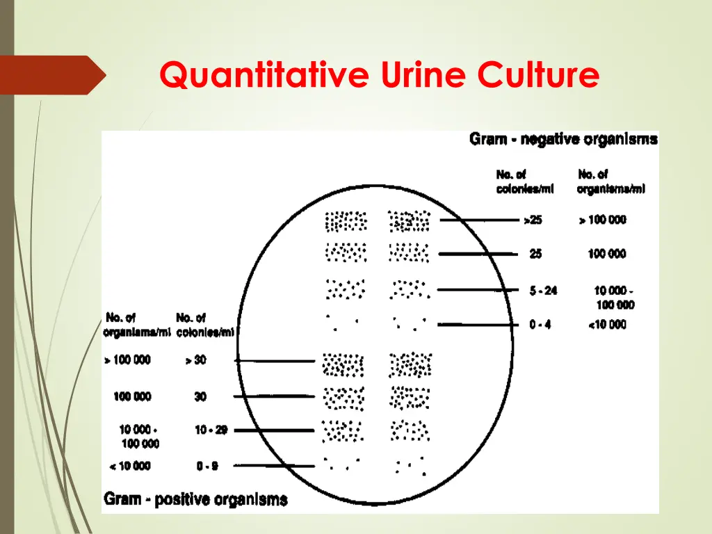 quantitative urine culture