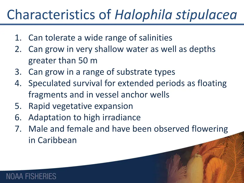 characteristics of halophila stipulacea