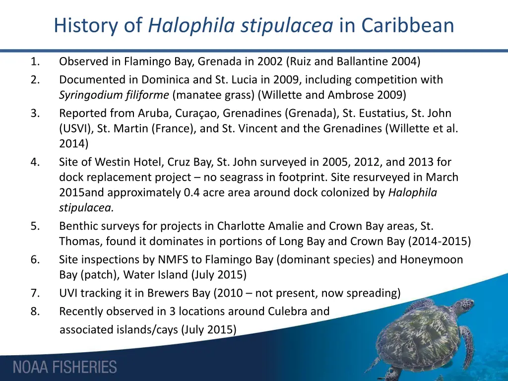 history of halophila stipulacea in caribbean