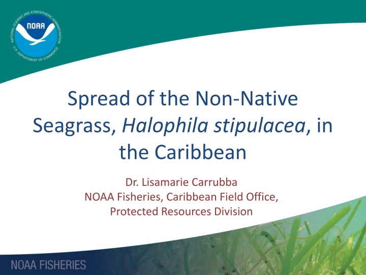 spread of the non native seagrass halophila