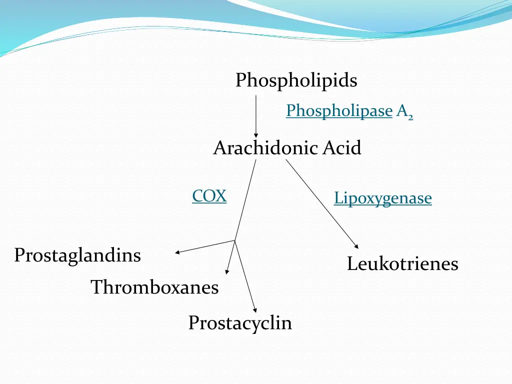 phospholipids