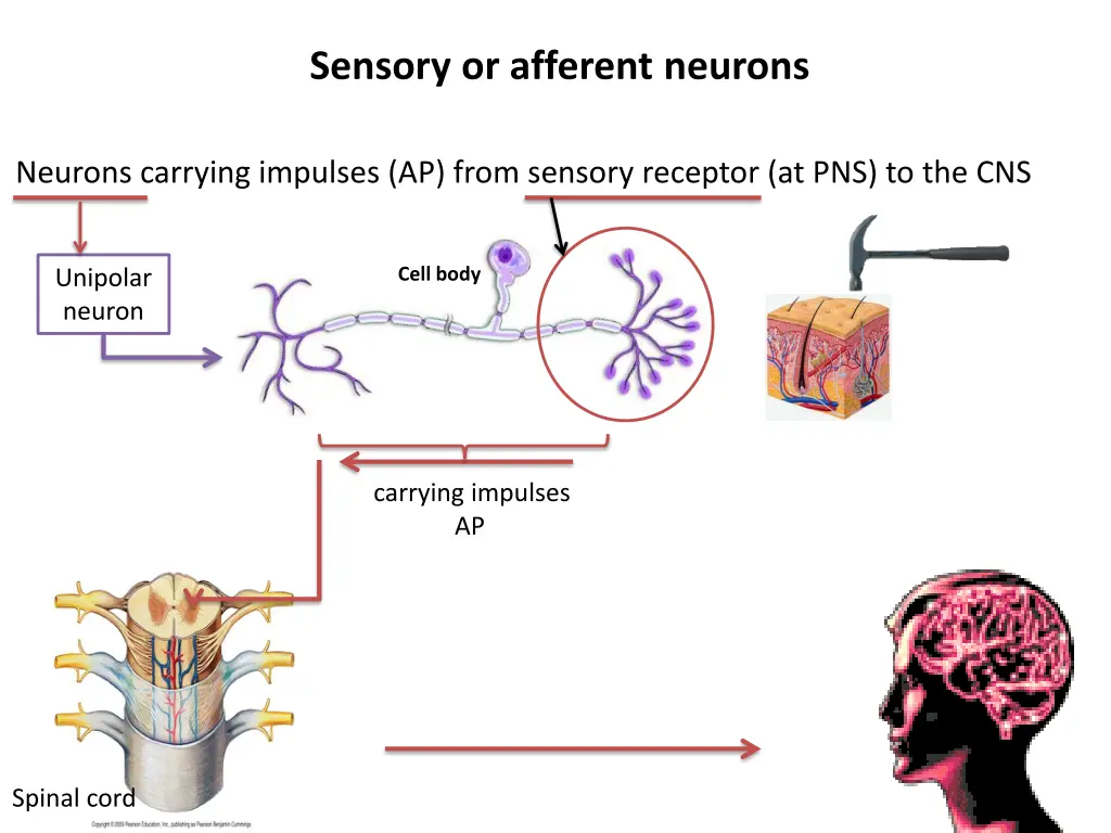 sensory or afferent neurons