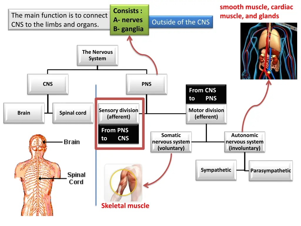 smooth muscle cardiac muscle and glands