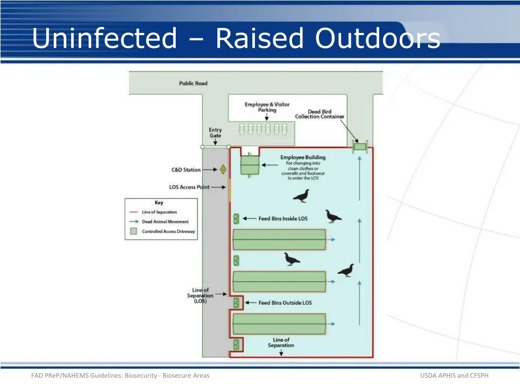 uninfected raised outdoors 1