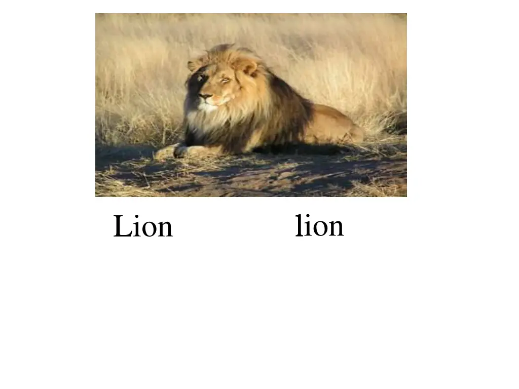 lion l